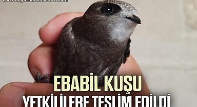 378 yıllık Cinci Han’ın bahçesine düşen ebabil kuşu yetkililere teslim edildi