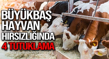  Büyükbaş hayvan hırsızlığında 4 tutuklama