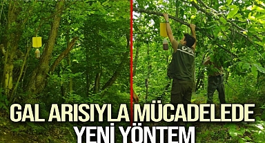 Düzce’de GAL arısıyla mücadelede yeni yöntem