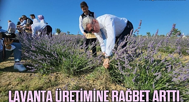  Safran'dan sonra lavanta üretimine rağbet arttı