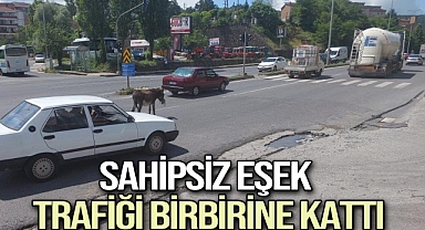 Sahipsiz eşek trafiği birbirine kattı