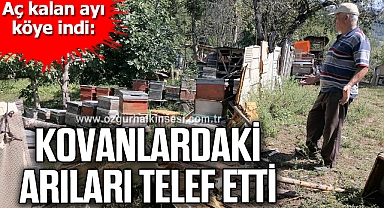Aç kalan ayı köye indi: Kovanlardaki arıları telef etti