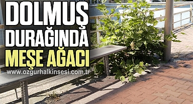DOLMUŞ DURAĞINDA MEŞE AĞACI BÜYÜDÜ