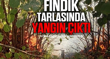 Fındık tarlasında çıkan yangın korkuttu