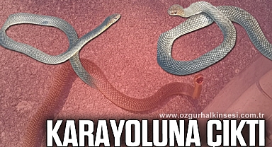Karayoluna çıkan yılan kamerada