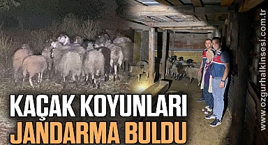 Kayıp küçükbaş hayvanları jandarma buldu