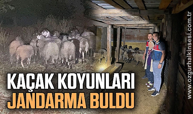 Kayıp küçükbaş hayvanları jandarma buldu