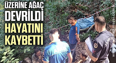 Üzerine ağaç devrilen adam hayatını kaybetti