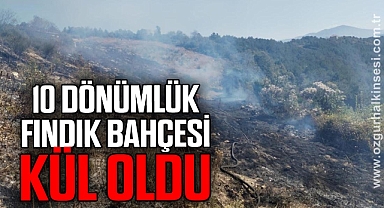 10 dönüm fındık bahçesi yandı