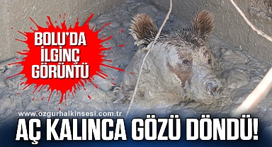 Aç kaldı, bakın nereye düştü!