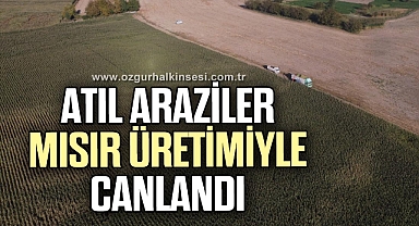 Atıl durumda olan araziler silaj mısır üretimiyle canlandı