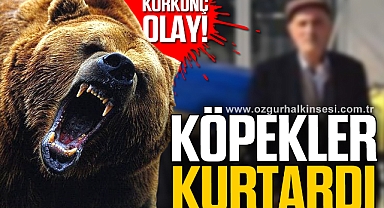 Ayı saldırısına uğrayan kişi ağır yaralandı