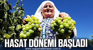 Çavuş Üzümü’nde hasat dönemi başladı