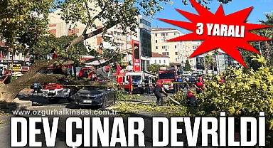 DEV ÇINAR DEVRİLDİ