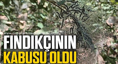 FINDIKÇININ KABUSU AMERİKAN TIRTILI