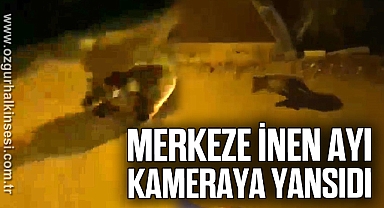 İlçe merkezine inen ayı amatör kameraya yansıdı