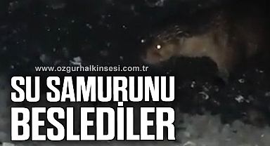 Su samurunu beslediler