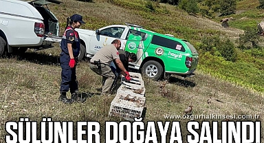 SÜLÜNLER DOĞAYA SALINDI