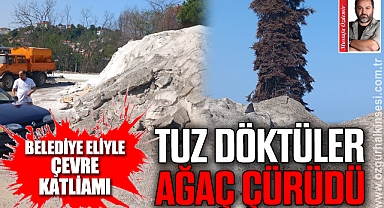 TUZ DÖKTÜLER AĞAÇ ÇÜRÜDÜ
