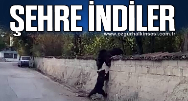 Ayı ve yavrusu şehre indi