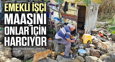 Emekli işçi, 100 kedinin 'dedesi' oldu, maaşını onlar için harcıyor