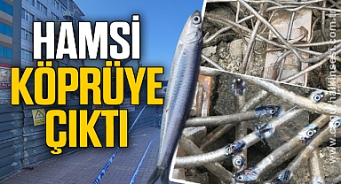 HAMSİ KÖPRÜYE ÇIKTI