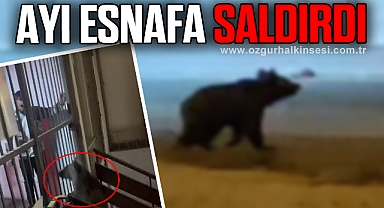 İş hanına giren ayı esnafa saldırdı