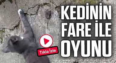 Kedinin fare ile oyunu