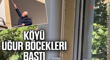 Köyü uğur böcekleri bastı, vatandaş ne yapacağını şaşırdı