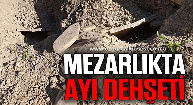 Mezarlıkta ayı dehşeti