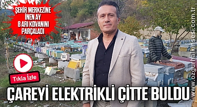 Şehir merkezine inen ayı 8 arı kovanını parçaladı