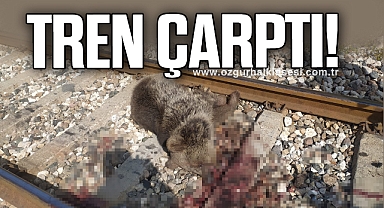 Trenin çarptığı ayı telef oldu