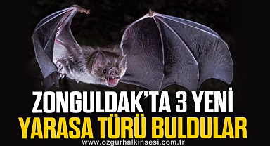 ZONGULDAK'TA 3 YENİ YARASA TÜRÜ BULDULAR