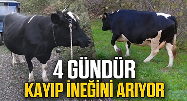 4 gündür kayıp ineğini arıyor