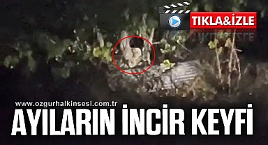 AYILARIN İNCİR KEYFİ