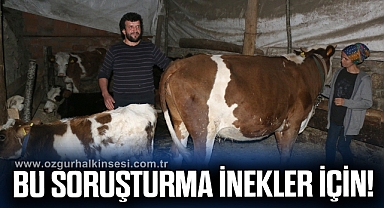 Başkası üzerine görünen inekler için soruşturma başlatıldı