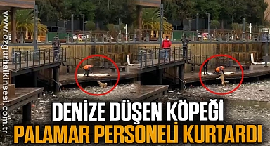 Denize düşen köpeği Palamar personeli kurtardı