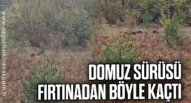Domuz sürüsü fırtınadan böyle kaçtı
