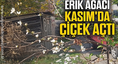 Erik ağacı Kasım'da çiçek açtı