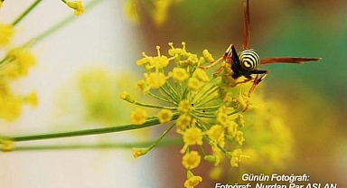 GÜNÜN FOTOĞRAFI