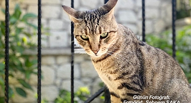 GÜNÜN FOTOĞRAFI