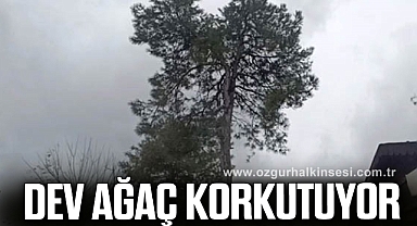 Kökünden sallanan dev ağaç korkutuyor