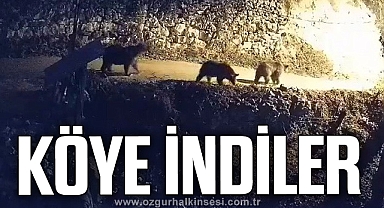Köye inen ayılar ve kurtlar güvenlik kamerasına yansıdı