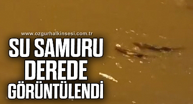 Su samuru derede görüntülendi