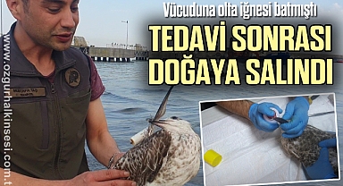 Vücuduna olta iğnesi batan martı, tedavisinin ardından doğaya salındı