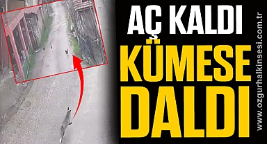Aç kalan tilki tavuklara ve horoza saldırdı