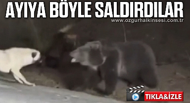 Ayıya köpekler saldırmaya çalıştı: O anlar kamerada