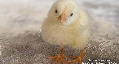 GÜNÜN FOTOĞRAFI