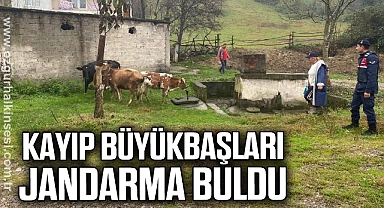 Kayıp büyükbaşları jandarma buldu