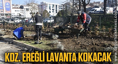 Kdz. Ereğli lavanta kokacak